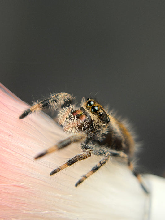 EF-2 Susie i6/i7 Female