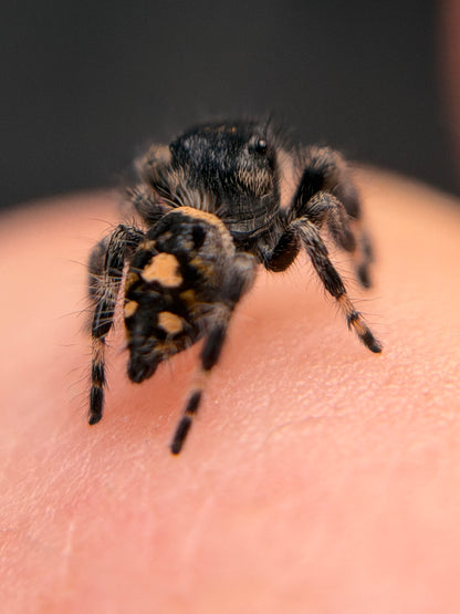 EF-1 Jazzy i6/i7 Female