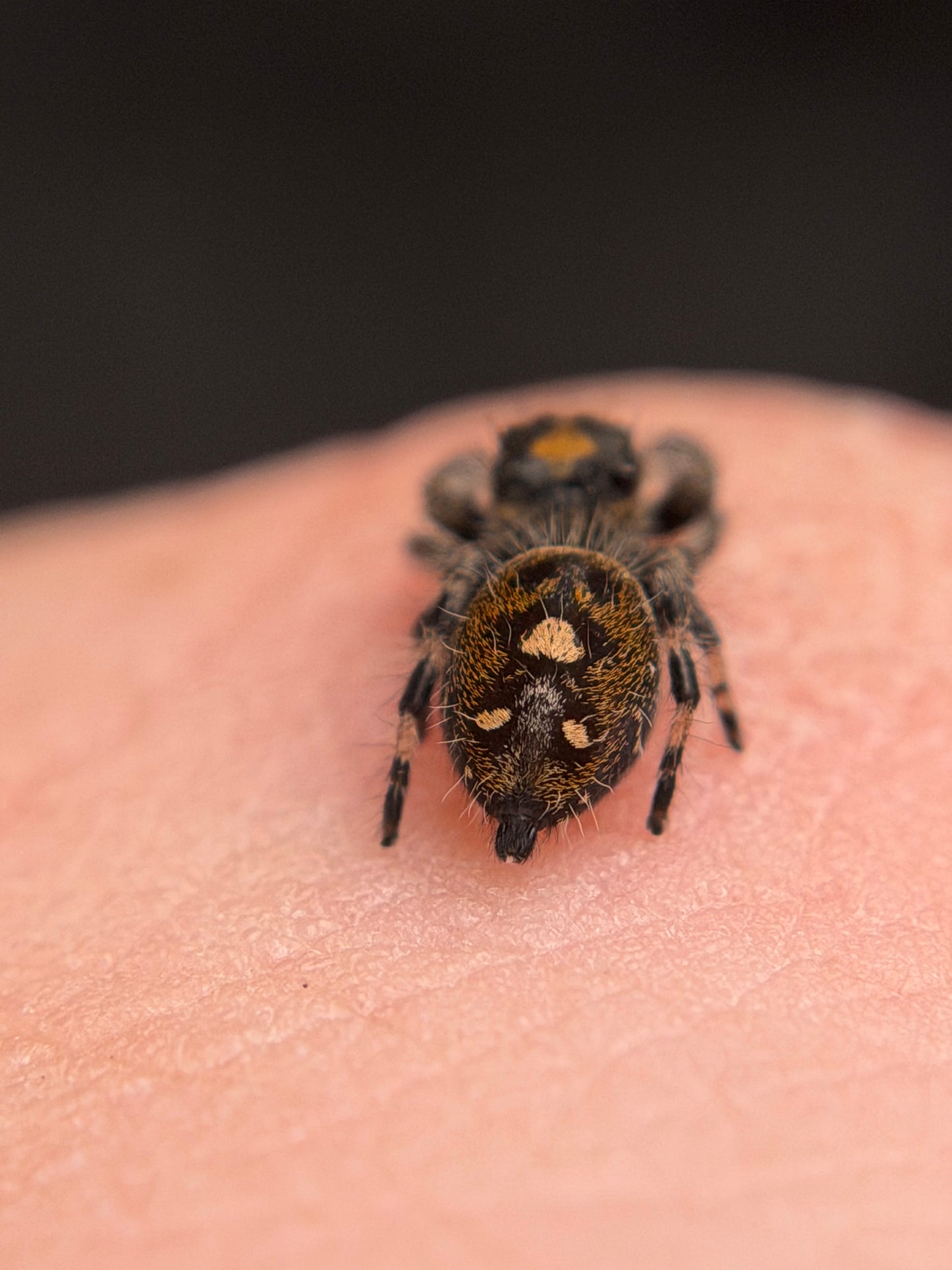 EF-2 Susie i6/i7 Female