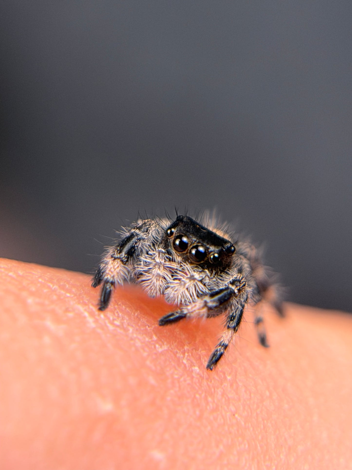 EF-1 Jazzy i6/i7 Female