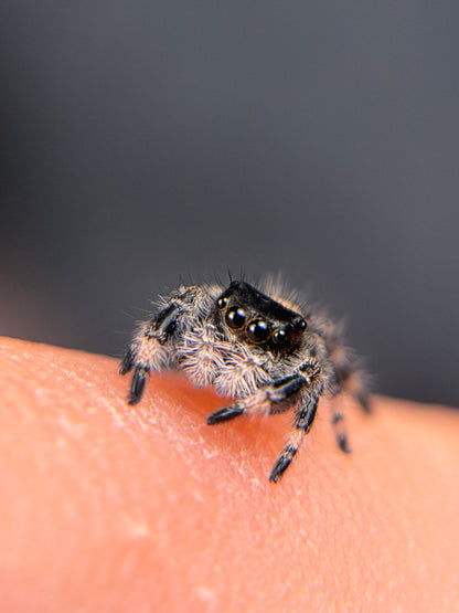 EF-1 Jazzy i6/i7 Female