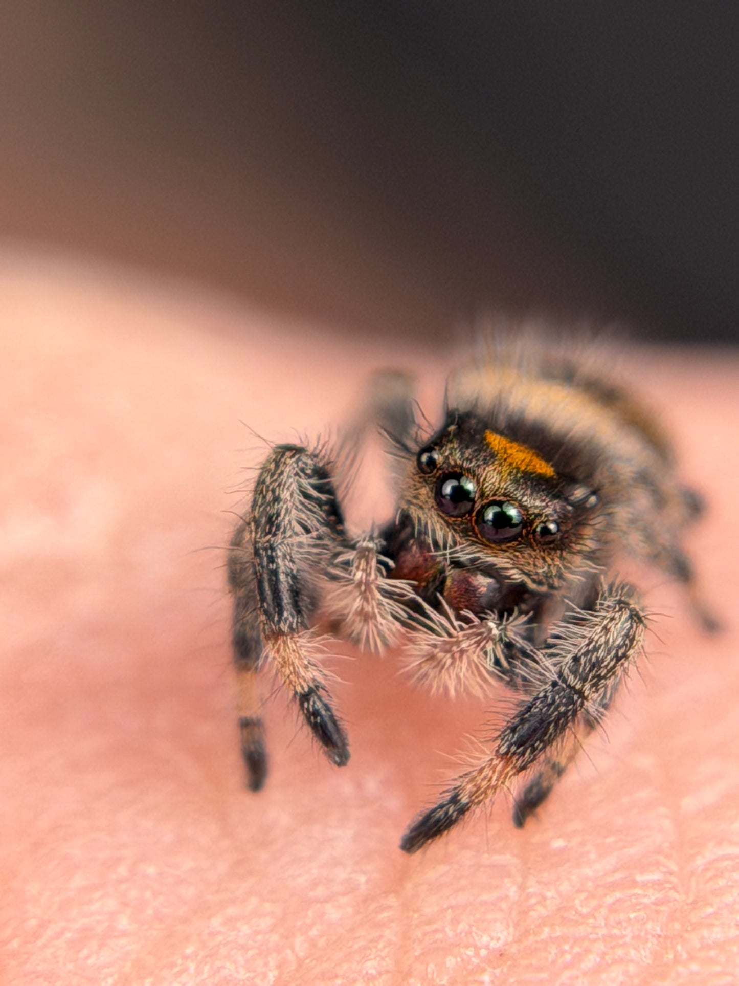 EF-2 Susie i6/i7 Female