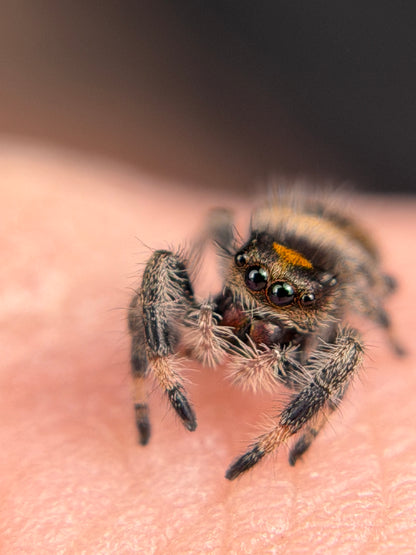 EF-2 Susie i6/i7 Female