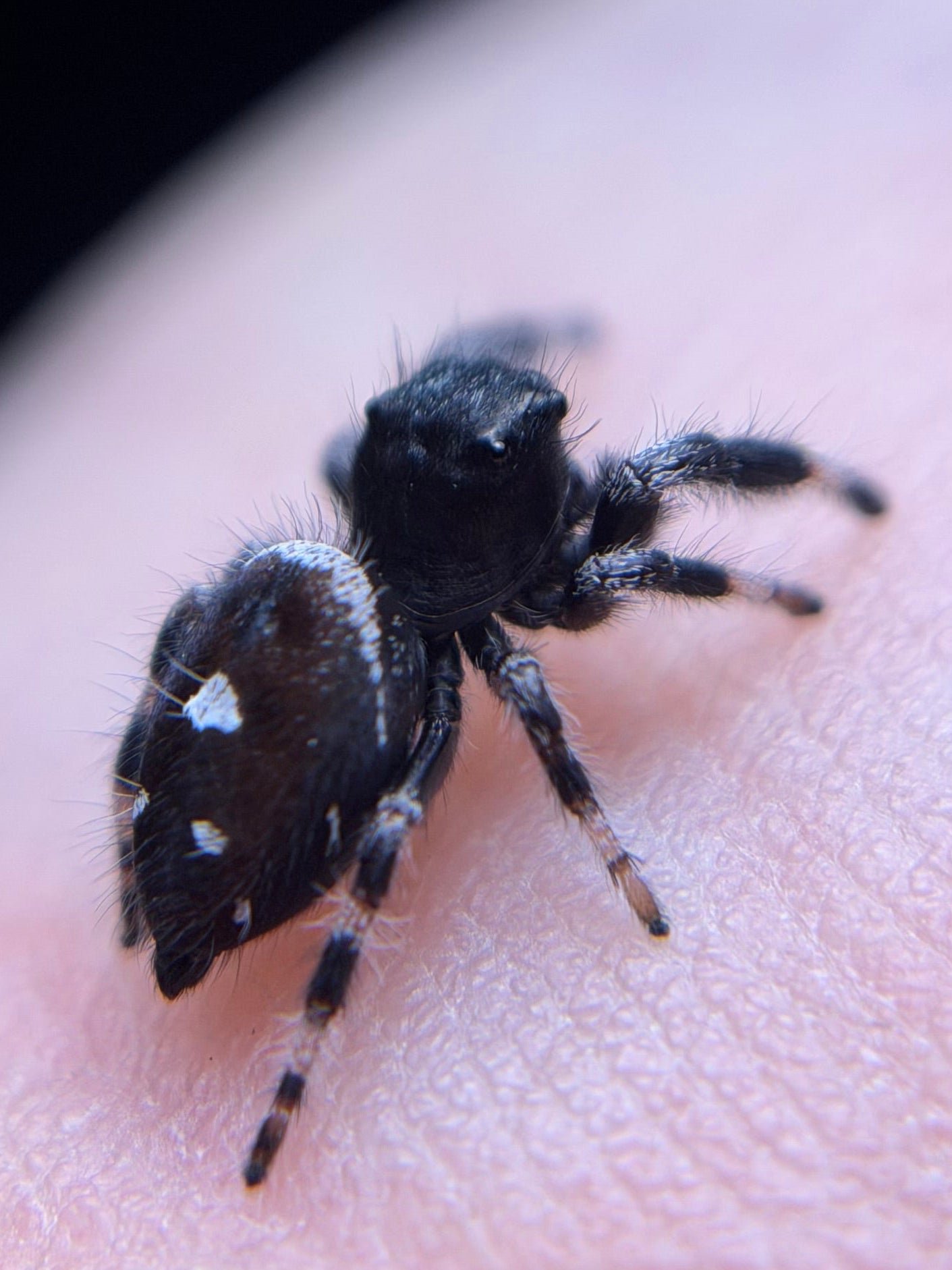 PM-1 Spunk i6/i7 Male