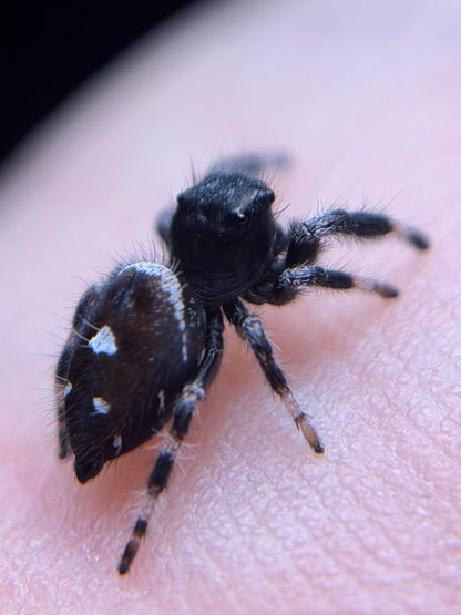 PM-1 Spunk i6/i7 Male