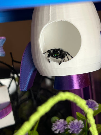 Cosmic Rocket Galaxy Decorated Jumping Spider Enclosure
