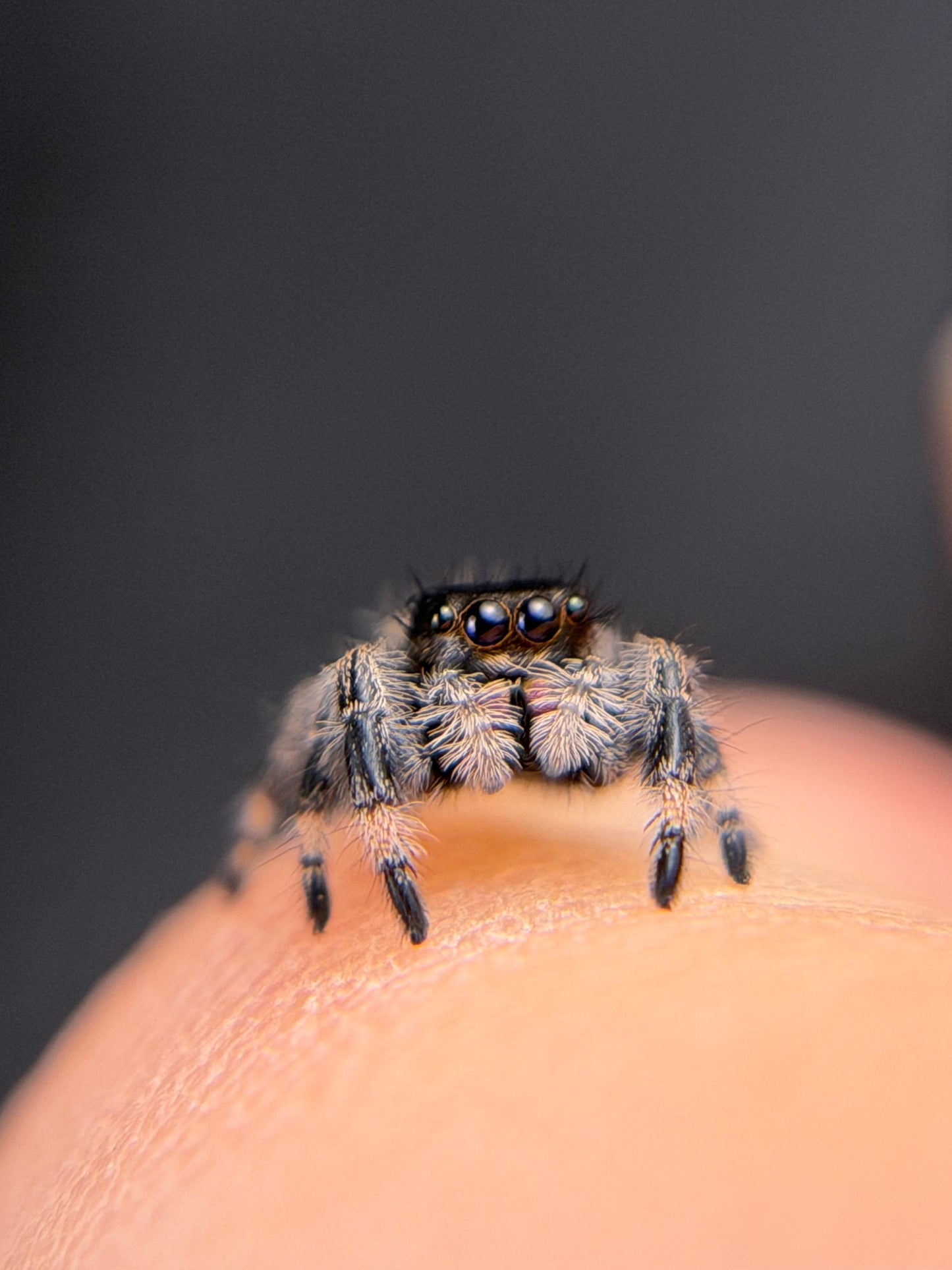 EF-1 Jazzy i6/i7 Female