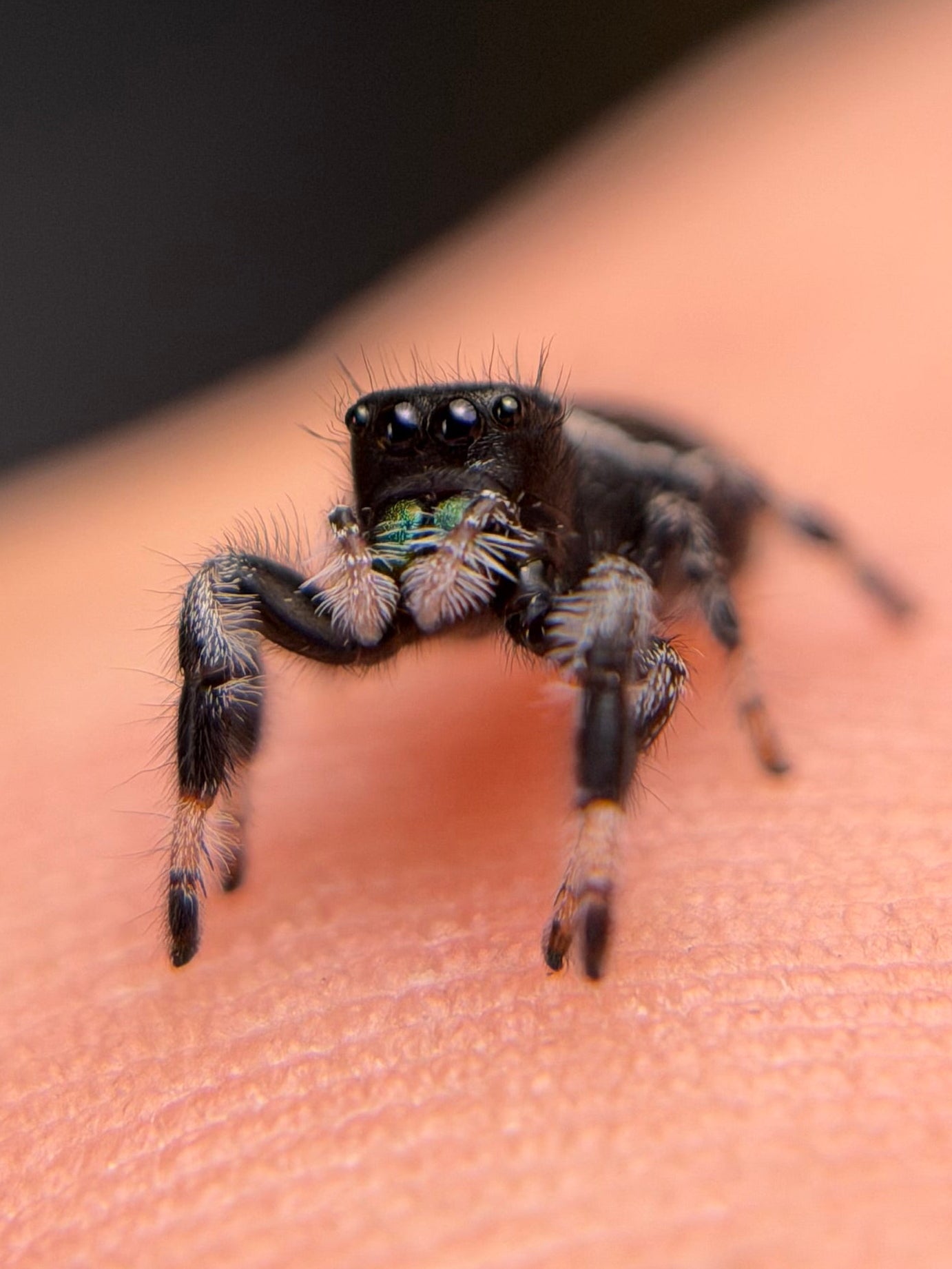 PM-1 Spunk i6/i7 Male