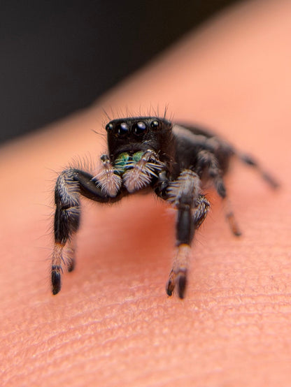 PM-1 Spunk i6/i7 Male