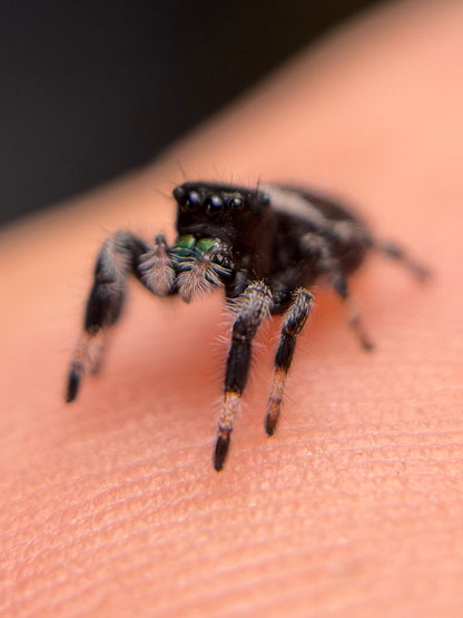 PM-1 Spunk i6/i7 Male