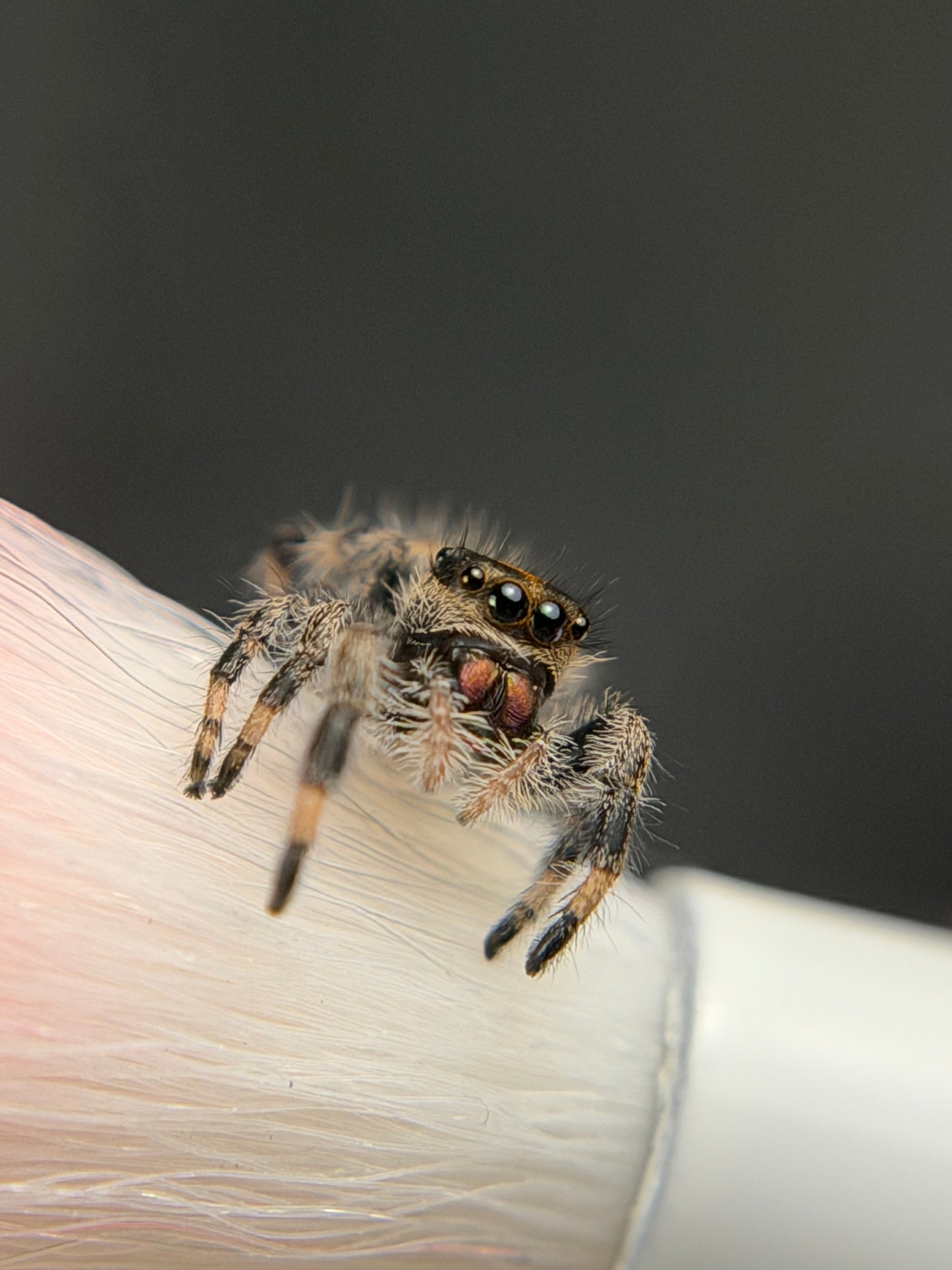 EF-2 Susie i6/i7 Female